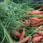 Manter as atividades necessárias, da produção à distribuição agroalimentar