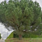 Travar a perda de biodiversidade